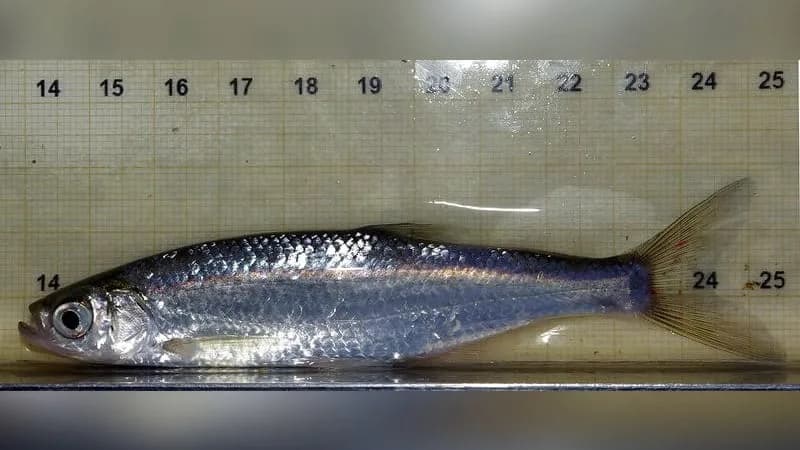 Ukelei (Laube)