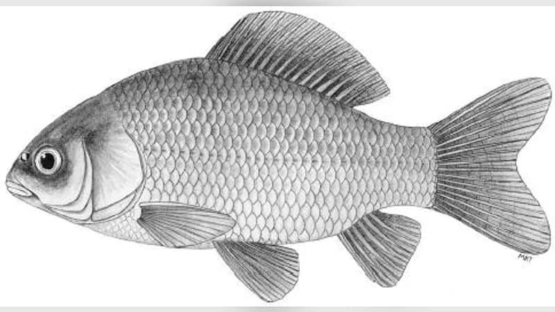 Karausche