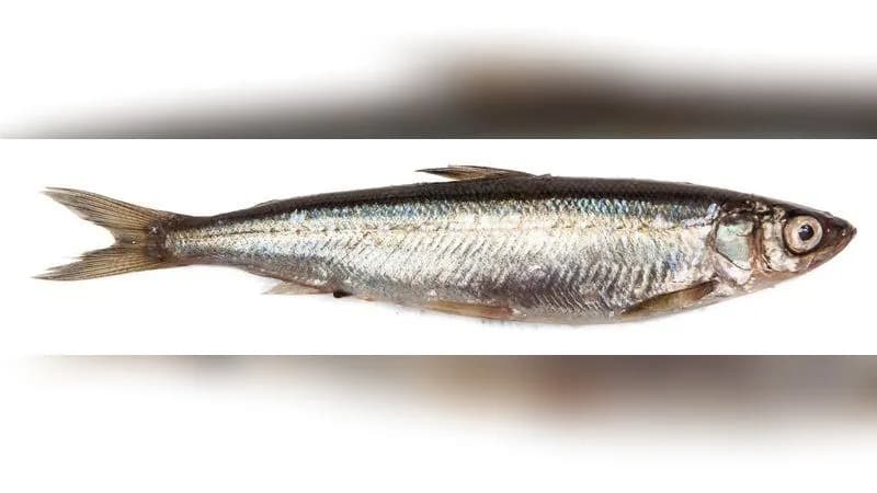 Kleine Maräne