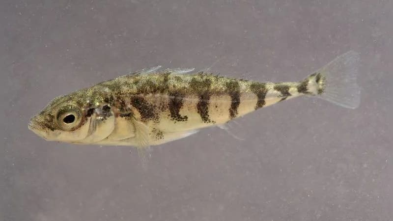 Dreistachliger Stichling