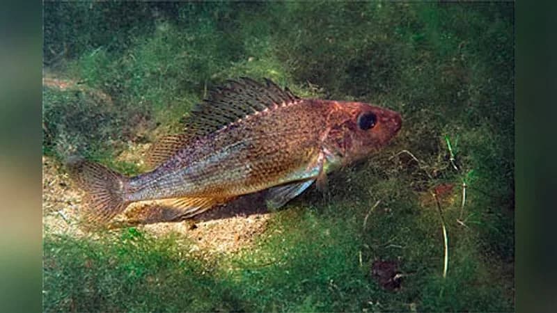 Kaulbarsch