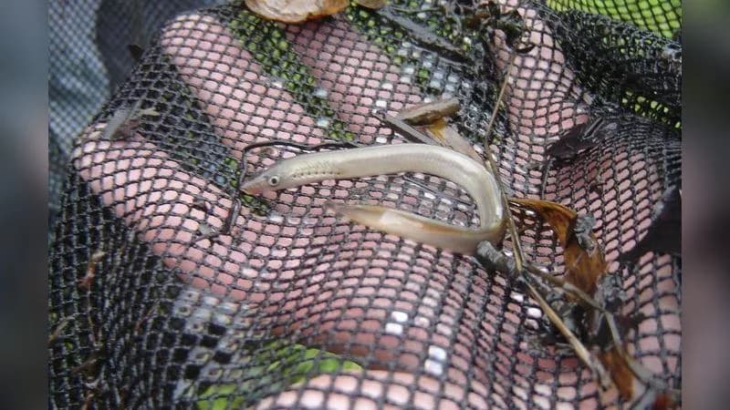 Flussneunauge