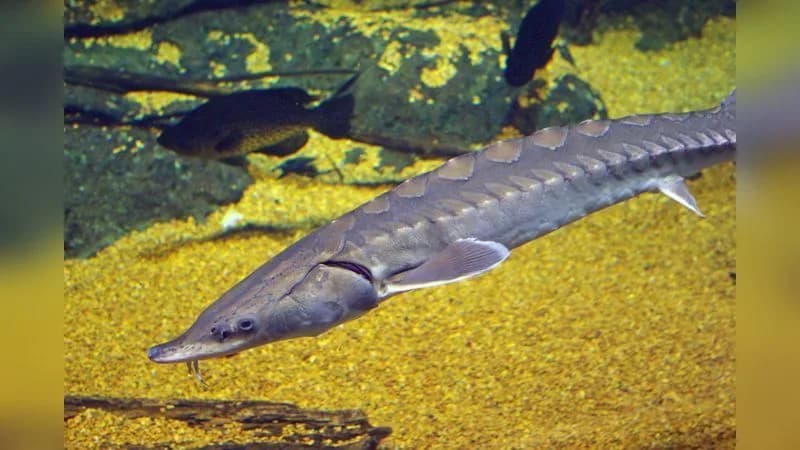 Atlantischer Stör