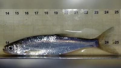 Ukelei (Laube)