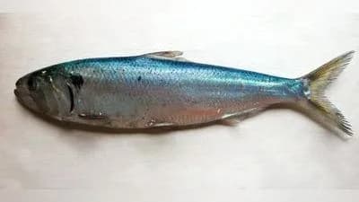 Maifisch
