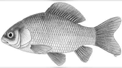 Karausche