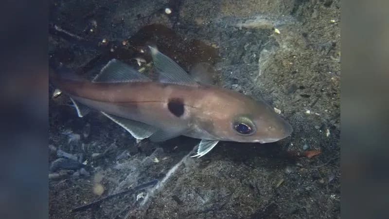 Schellfisch