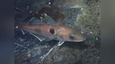 Schellfisch