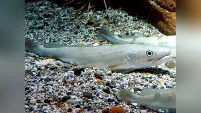 Seehecht