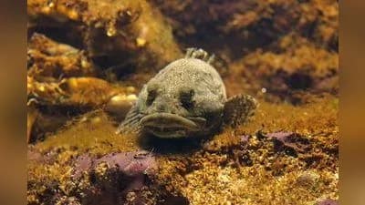 Seeskorpion