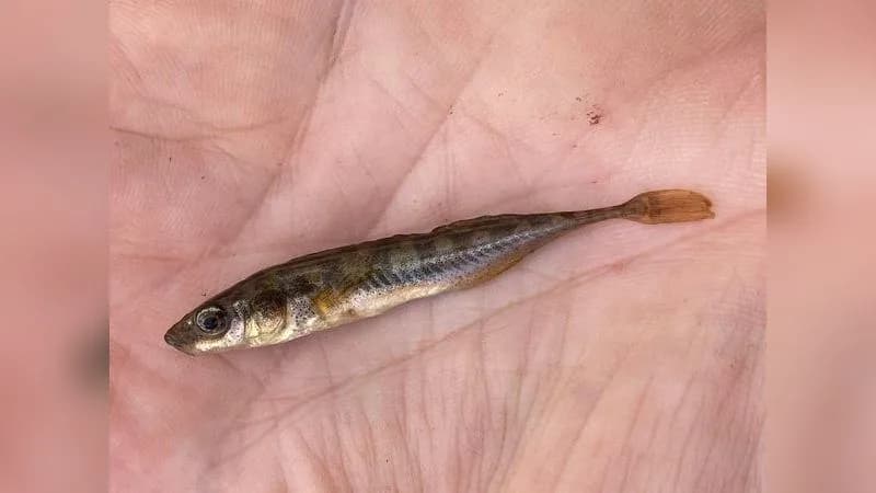 Neunstachliger Stichling