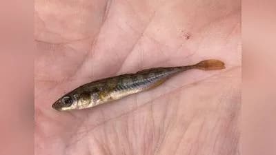 Neunstachliger Stichling