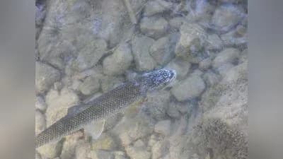 Perlfisch