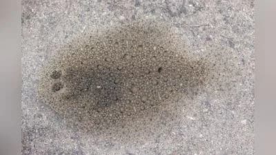 Glattbutt