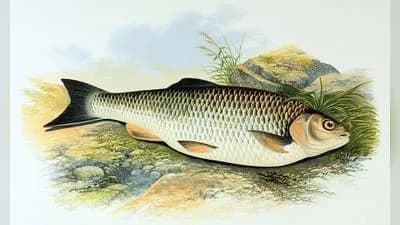 Döbel