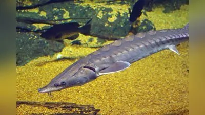 Atlantischer Stör