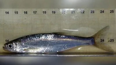 Ukelei (Laube)