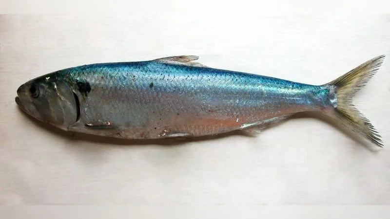 Maifisch