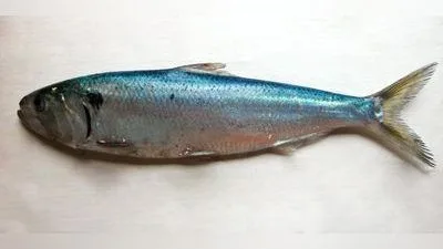 Maifisch