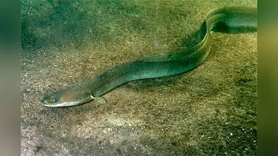 Aal (Anguilla anguilla)