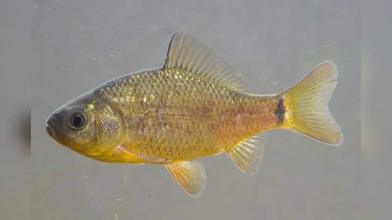 Karausche