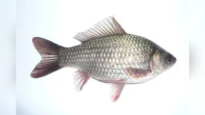 Giebel
