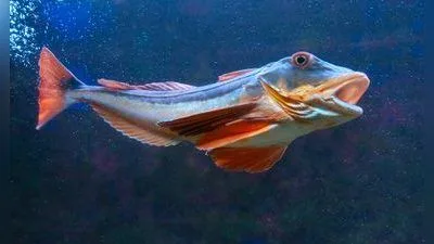 Knurrhahn