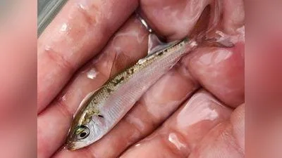 Hering (Clupea harengus)