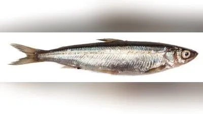 Kleine Maräne