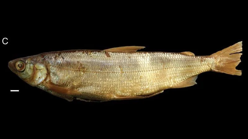 Gangfisch