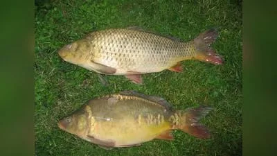 Karpfen (Cyprinus carpio)