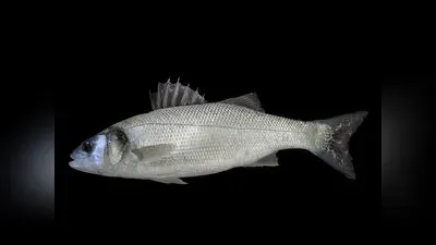 Wolfsbarsch (Dicentrarchus labrax)