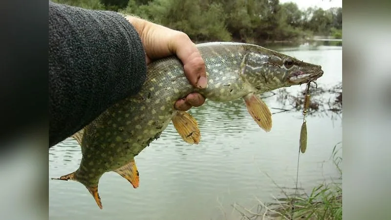 Hecht (Esox lucius)