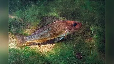 Kaulbarsch