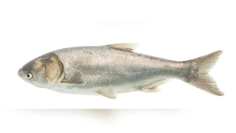 Silberkarpfen