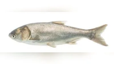 Silberkarpfen