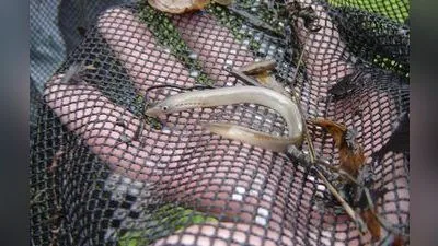 Flussneunauge