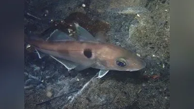 Schellfisch