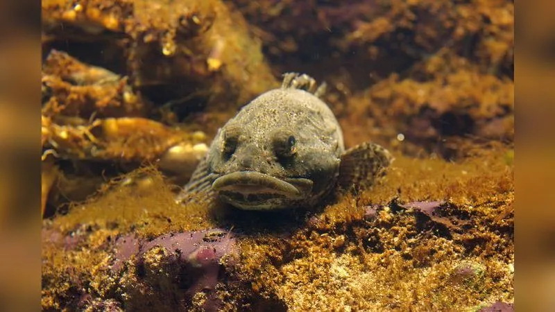 Seeskorpion