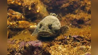 Seeskorpion