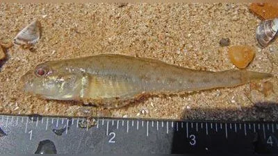 Flussgrundel