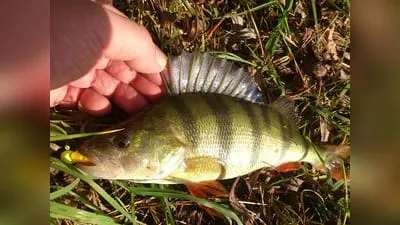 Flussbarsch (Perca fluviatilis)