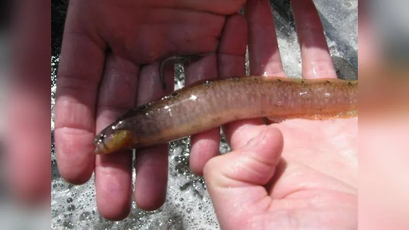 Butterfisch