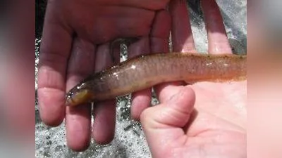 Butterfisch