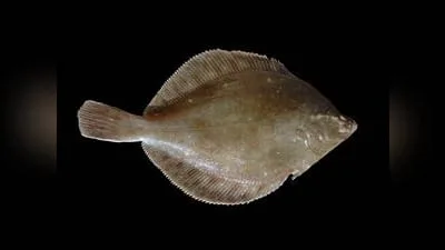 Scholle (Pleuronectes platessa)