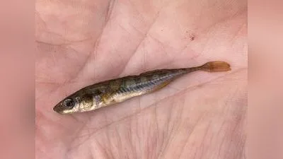 Neunstachliger Stichling