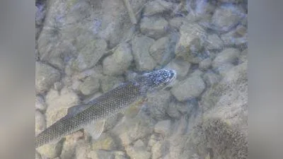 Perlfisch