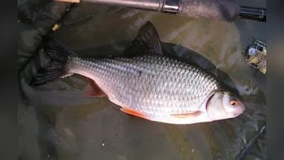 Rotauge (Plötze) (Rutilus rutilus)