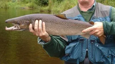 Atlantischer Lachs (Salmo salar)