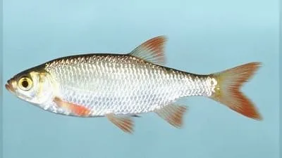 Rotfeder (Scardinius erythrophthalmus)